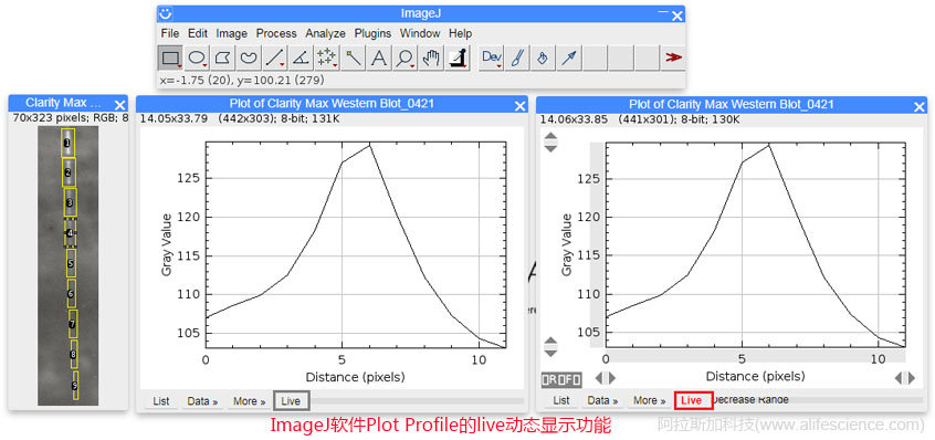 ImageJ軟件Plot Profile的live動態顯示功能.jpg