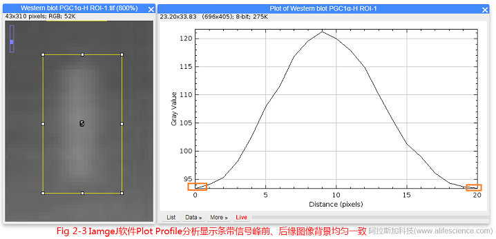 Fig.2-3 IamgeJ軟件Plot Profile分析顯示條帶信號峰前、后緣圖像背景均勻一致.jpg