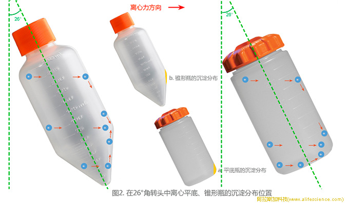 圖2.角轉頭中離心平底、錐形瓶的沉淀分布位置.jpg