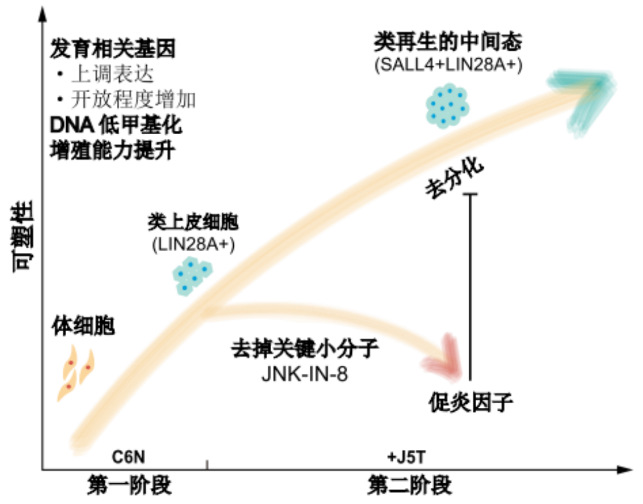 化學重編程激活再生相關網絡的分子機制.jpg